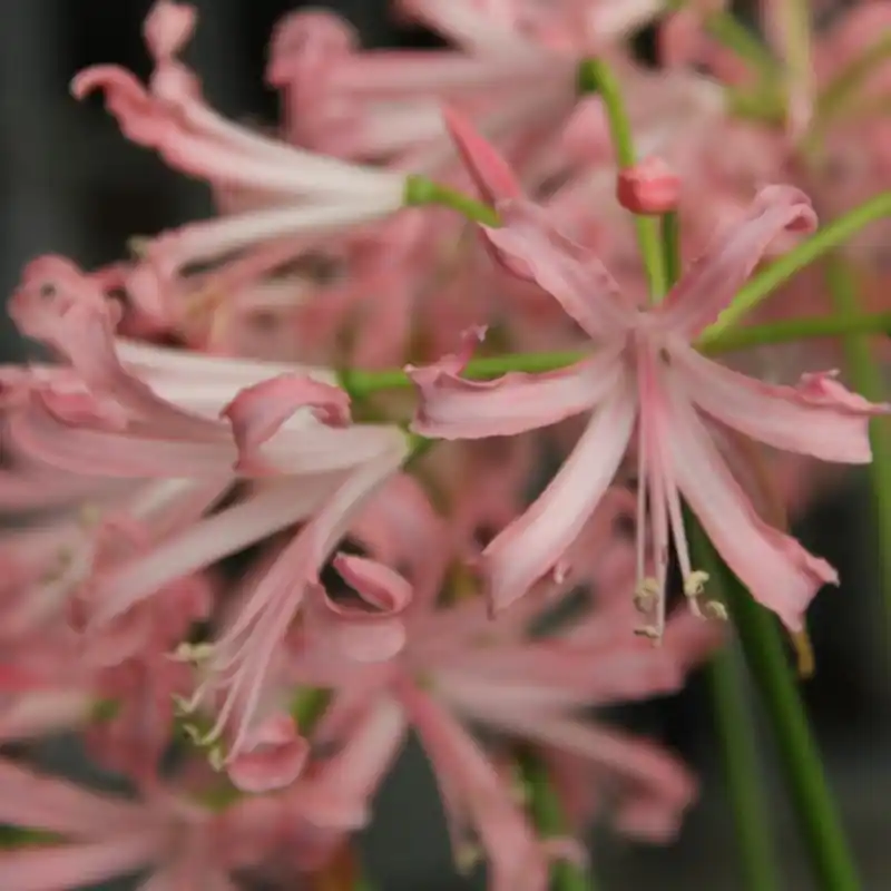Trending | Nerine bowdenii ‘Vesta‘