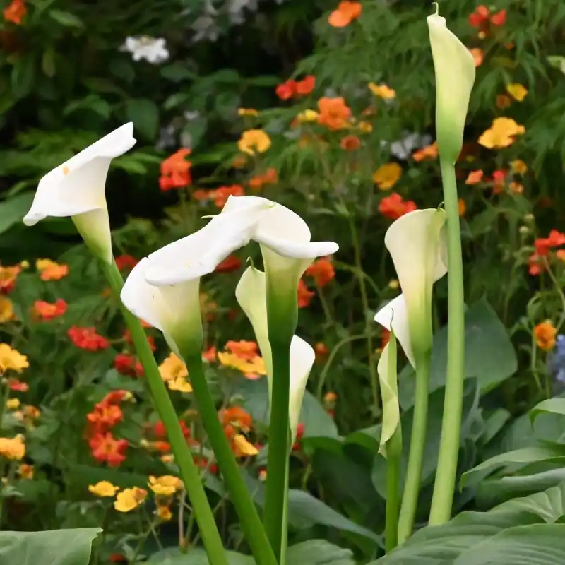 Zantedeschia aethiopica - Hoge kwaliteit
