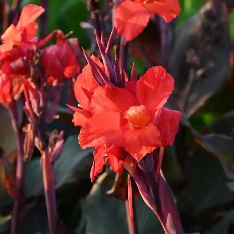 Canna ‘Cleopatra‘ Red - Opruiming