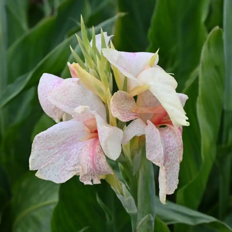 Nieuw product | Canna ‘Fantasy‘