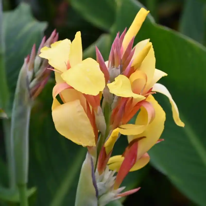 Canna ‘Fiësta‘ - Aanbieding
