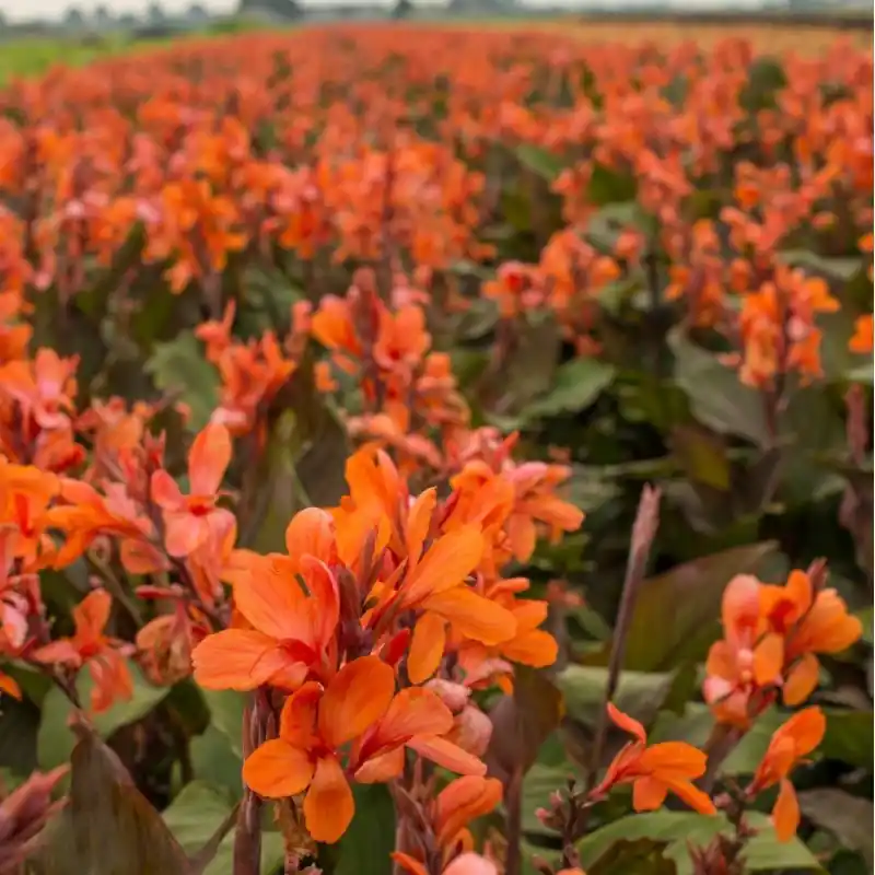 Canna ‘Ingeborg‘ | Favoriet van klanten