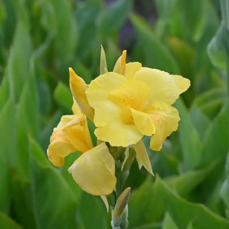 Canna ‘Richard Wallace‘ | Nieuw gelanceerd