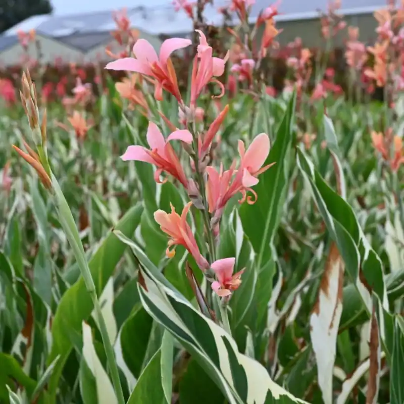 Mis het niet - Canna ‘Stuttgart‘