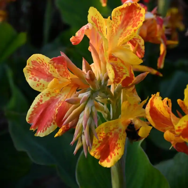 Trending | Canna ‘Taroundant‘