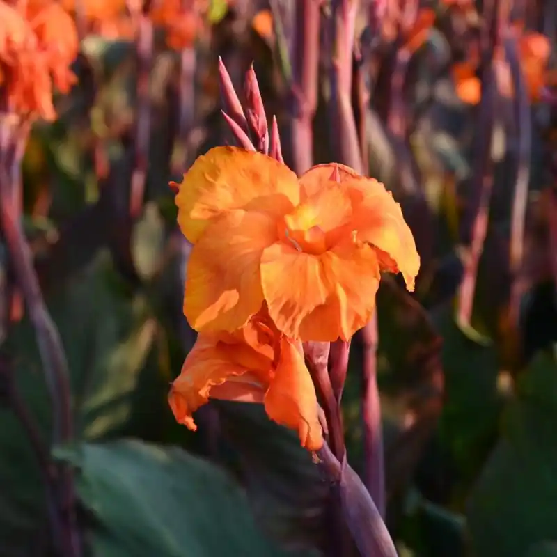 Canna ‘Wyoming‘ - Net toegevoegd