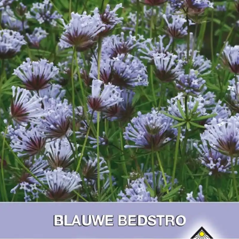 Premiumkwaliteit | Asperula orientalis -zaden-