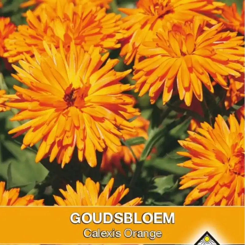 Topkwaliteit - Calendula officinalis ‘Calexis Orange‘ -zaden-