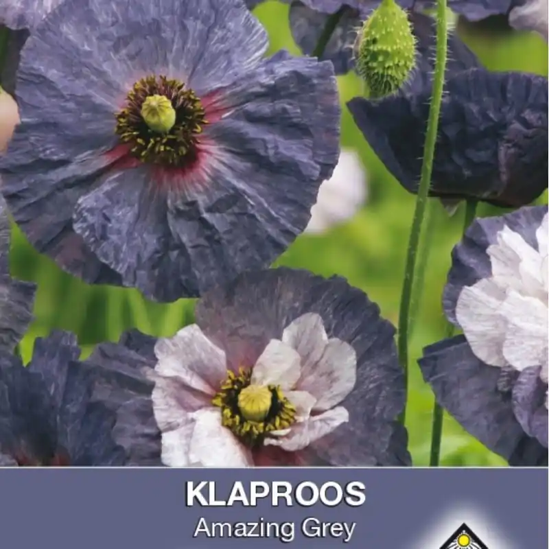 Papaver rhoeas ‘Amazing Grey‘ -zaden- - Nieuw product