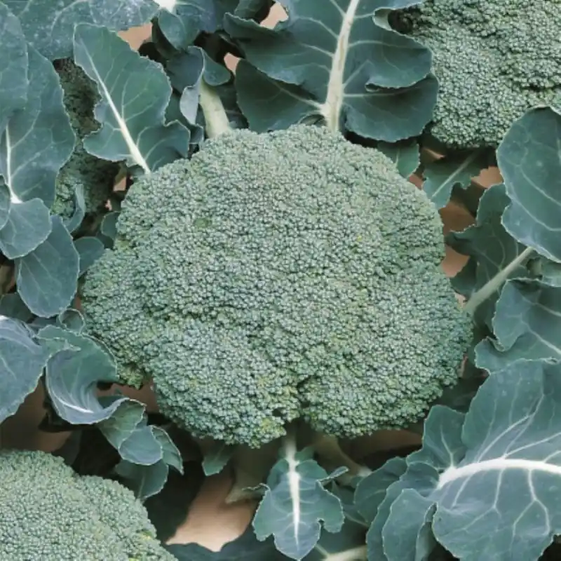 Broccoli, Brassica oleracea ‘Belstar F1‘ -zaden- - Prijsverlaging