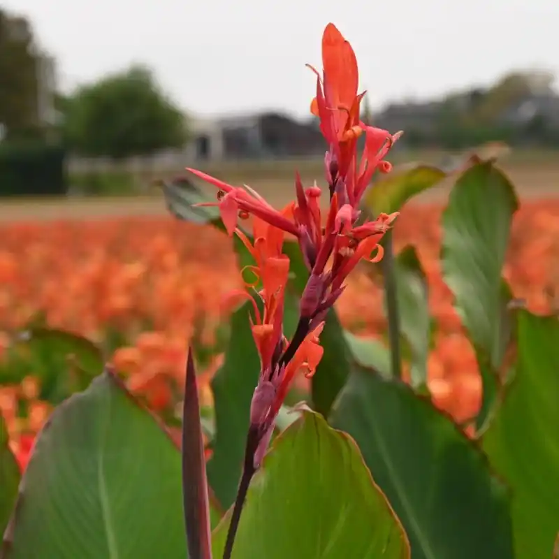 Canna edulis | Nieuw