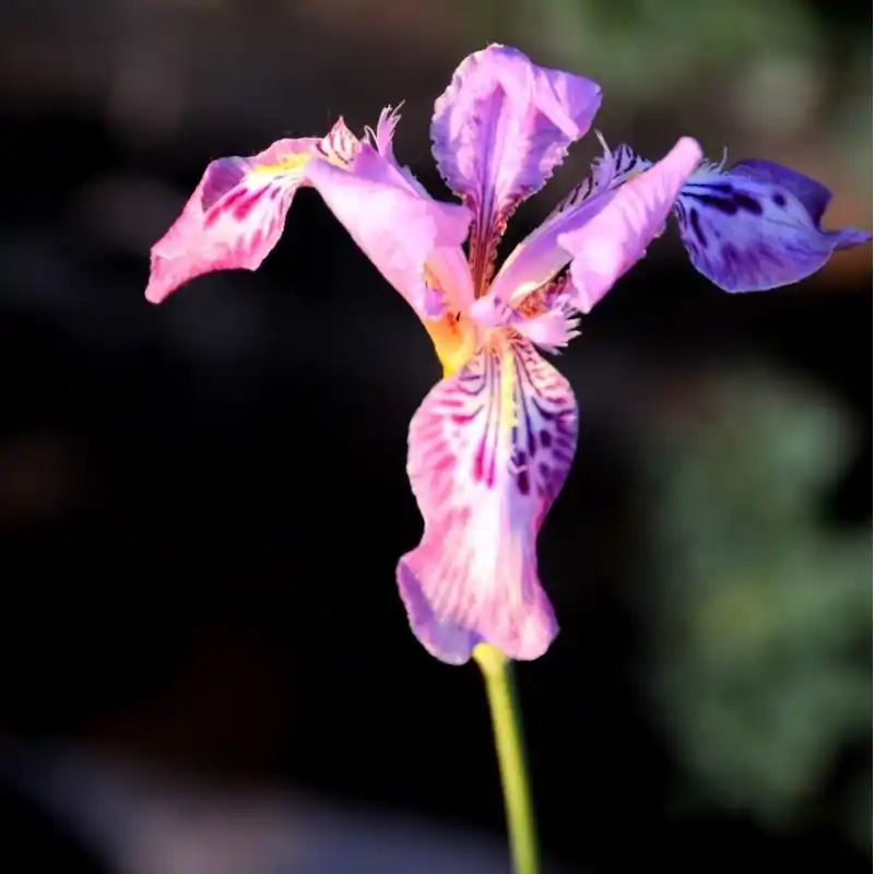 Klantfavoriet | Iris lactea