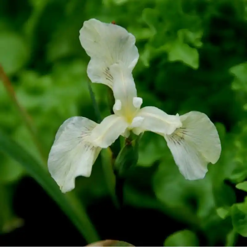 Iris pseudacorus ‘Albus‘ - Aanbieding loopt bijna af