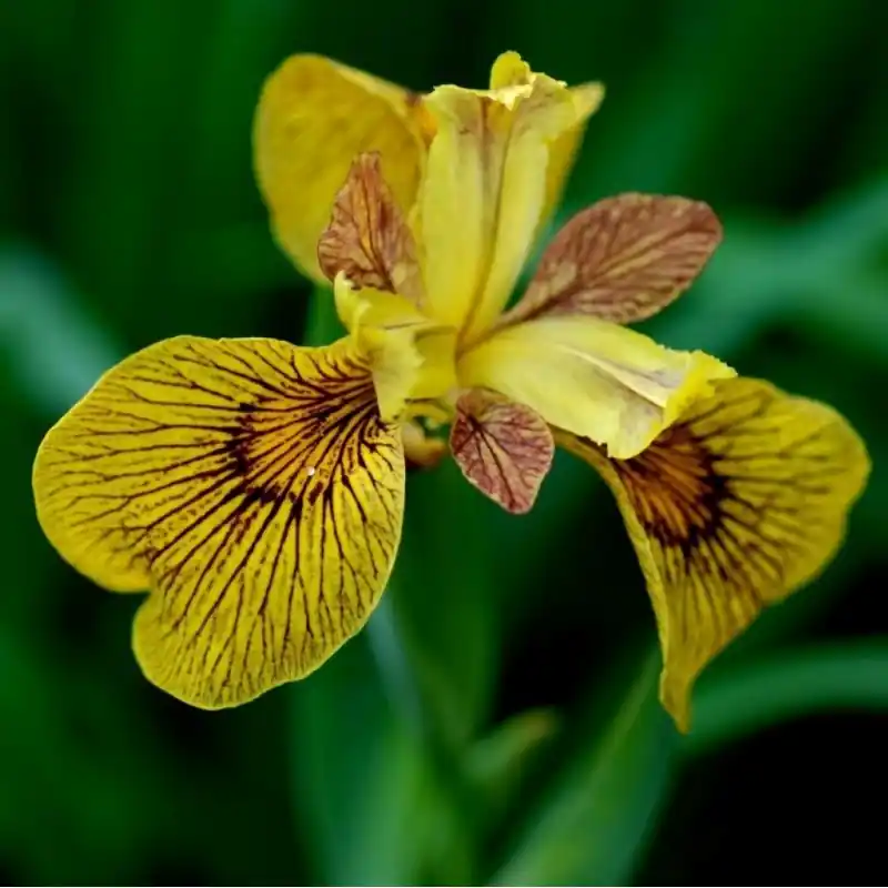 Iris pseudacorus ‘Berliner Tiger‘ | Opruiming