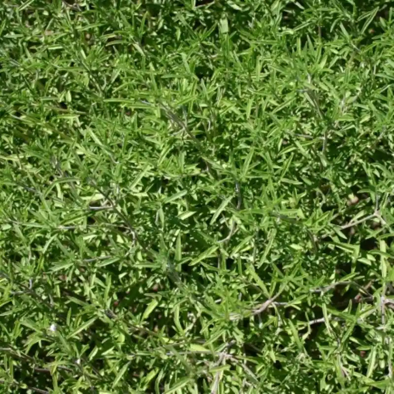 Bonenkruid, Satureja hortensis -zaden- - Nog maar enkele beschikbaar