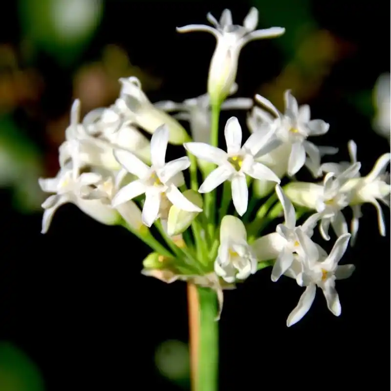 Nieuw - Tulbaghia simmleri ‘Snow White‘