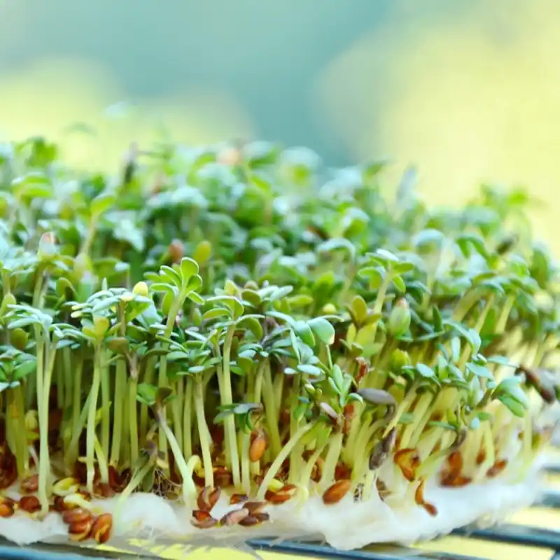 Kiemgroente Tuinkers, Lepidium sativum -zaden- | Klantfavoriet