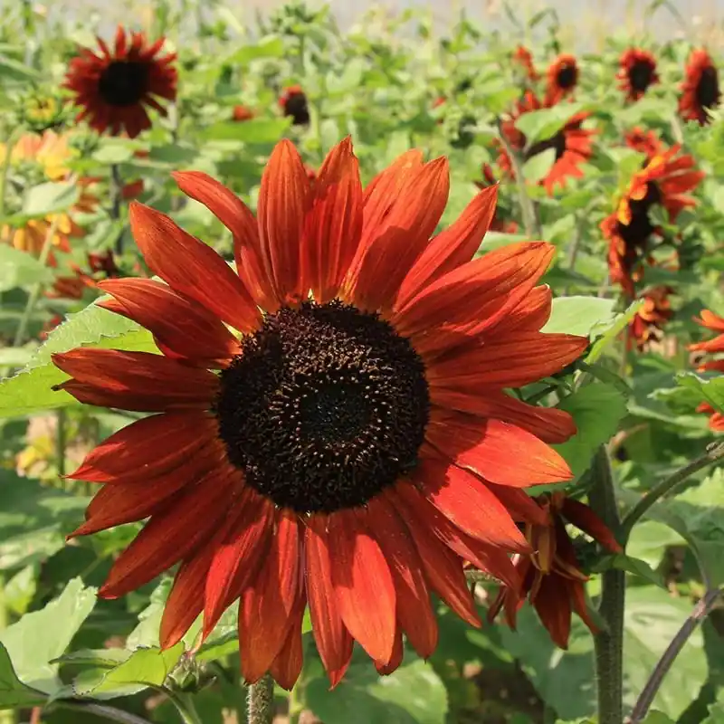 Premiumkwaliteit - Zonnebloem, Helianthus annuus ‘Velvet Queen‘ -zaden-