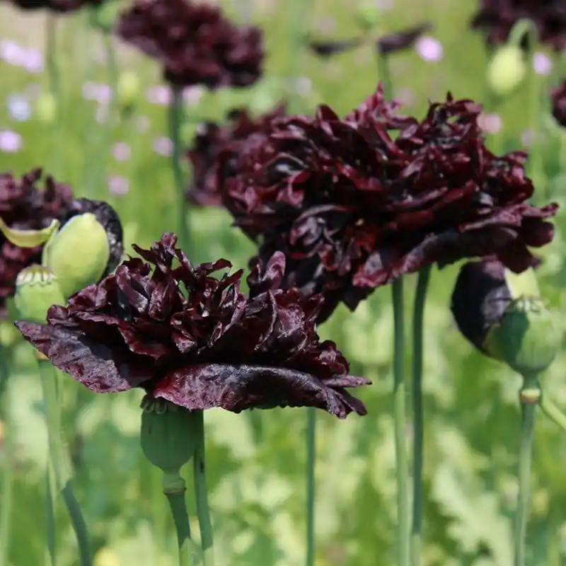 Papaver somniferum ‘Black Paeony‘ -zaden- - Online bestellen