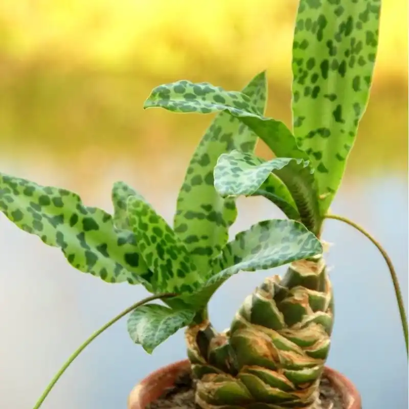Ledebouria maxima - Scherpe prijs