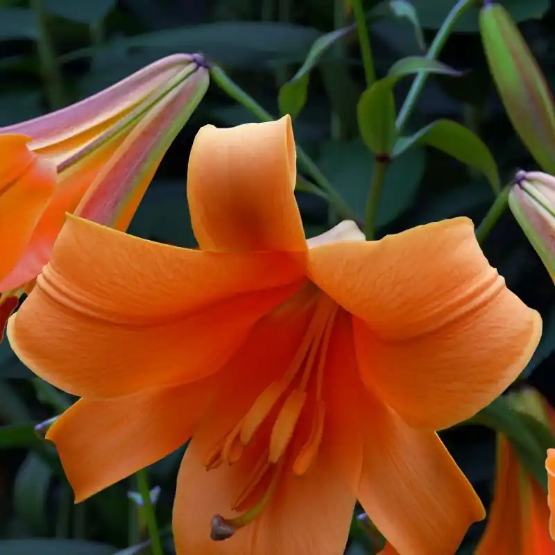 Lilium ‘African Queen‘ | Populair bij klanten