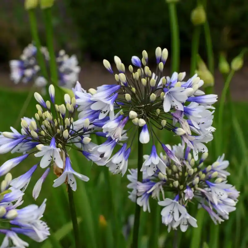 Agapanthus ‘Twister‘ - Actie