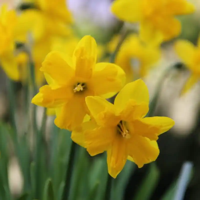 Narcissus ‘Winter Starlet‘ | Professionele kwaliteit