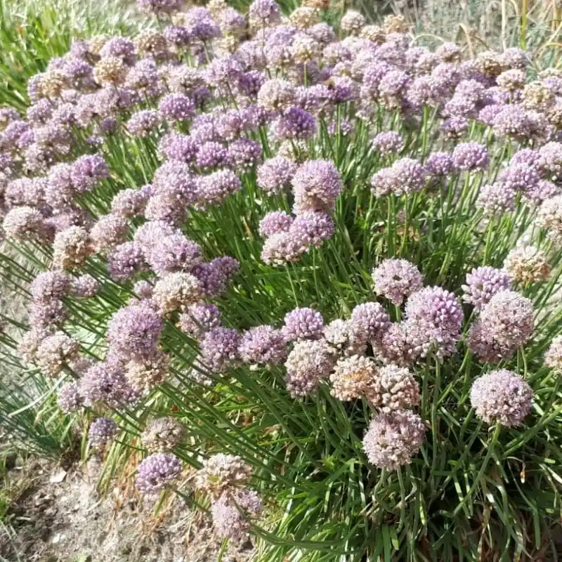 Scherpe prijs | Allium incensidorum