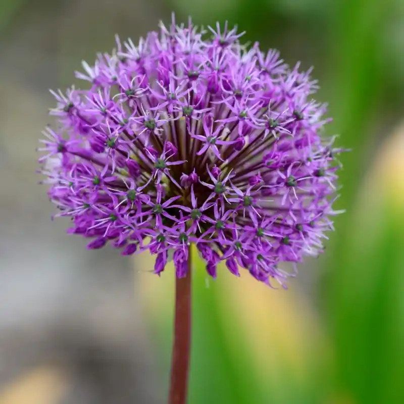 Laatste stuks | Allium jesdianum ‘Shing‘
