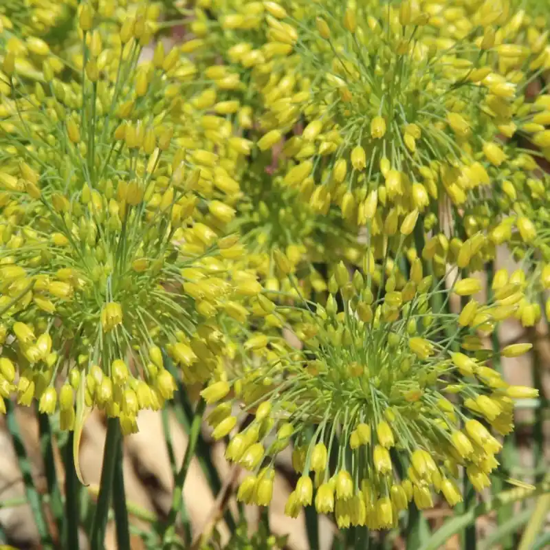 Allium chloranthum ‘Yellow Fantasy‘ | Speciale aanbieding