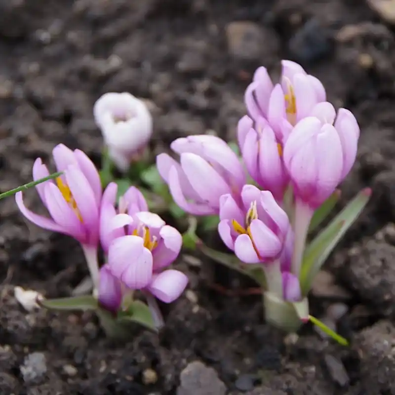 Bespaar meer - Colchicum serpentinum
