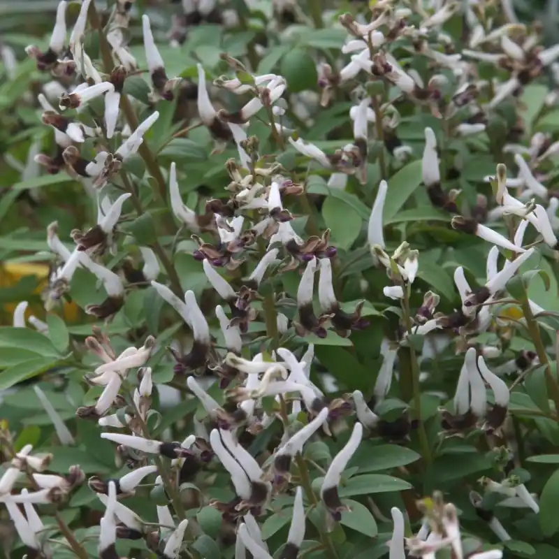 Corydalis nudicaulis ‘Talogan‘ | Actie