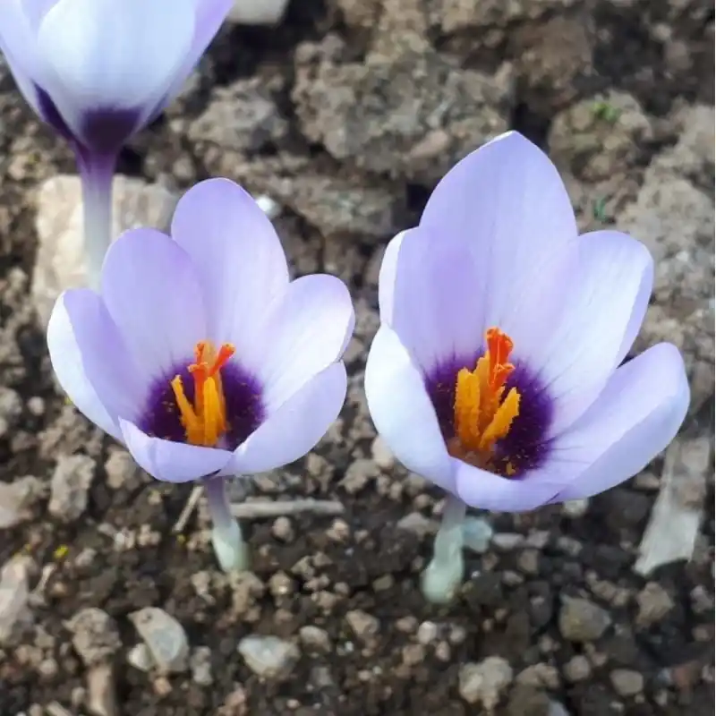 Crocus mathewii ‘Pink Princess‘ | Professionele kwaliteit