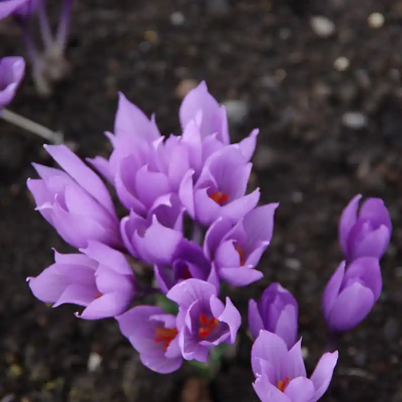 Crocus pallassii ‘Ariasos‘ - Fabrieksprijs