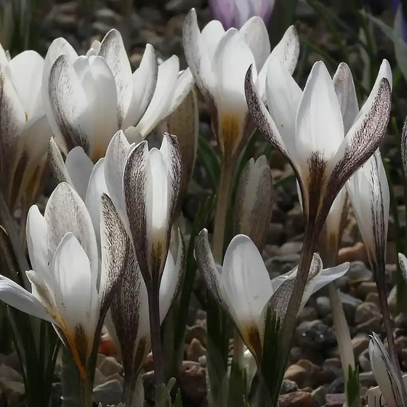 Veel gevraagd | Crocus alatavicus
