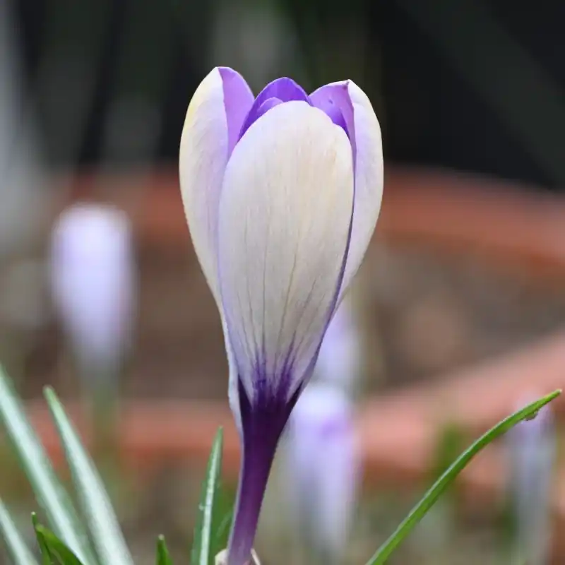 Crocus heuffelinianus subsp. scepusiensis - Expreslevering