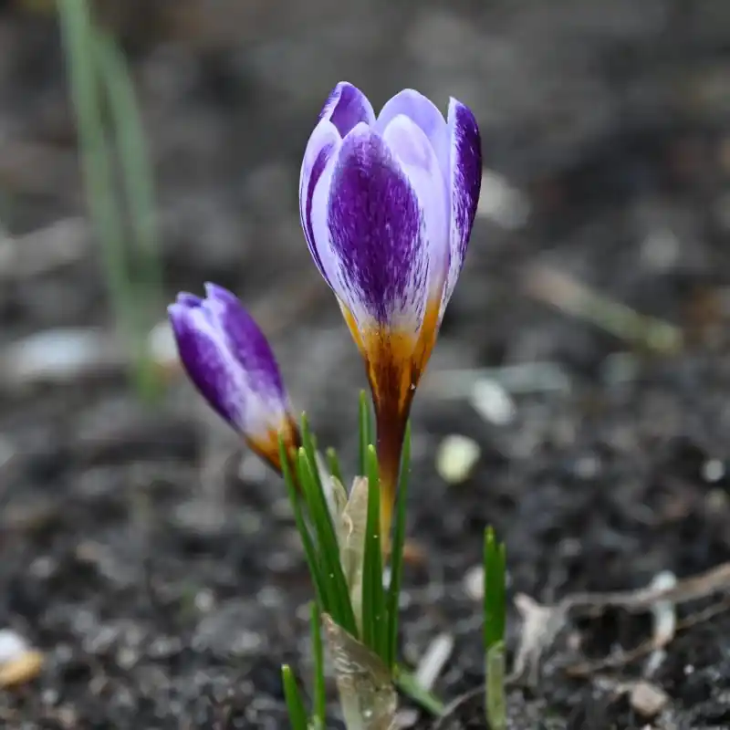 Crocus sieberi ‘Ronald Ginns‘ | Veel voordeel