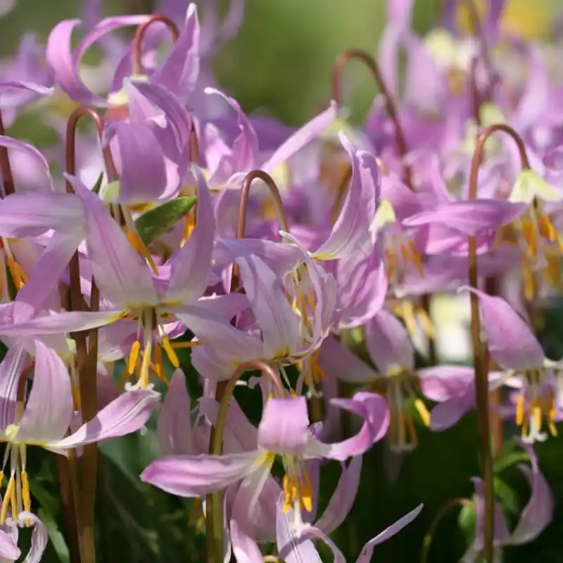 Erythronium revolutum ‘Pink Beauty‘ - Tijdelijk aanbod