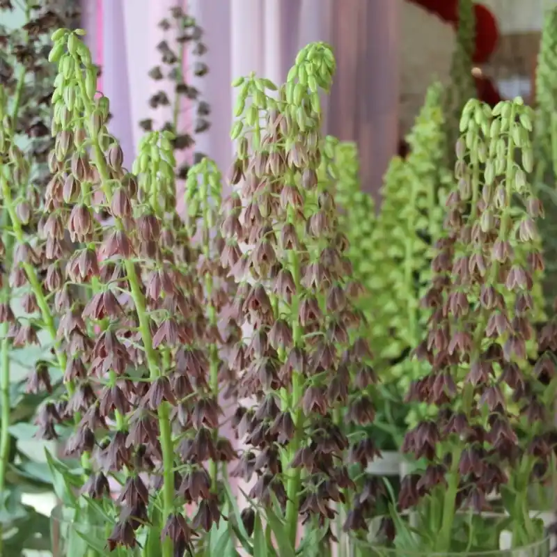 Verlaagde prijs | Fritillaria persica ‘Minaret‘