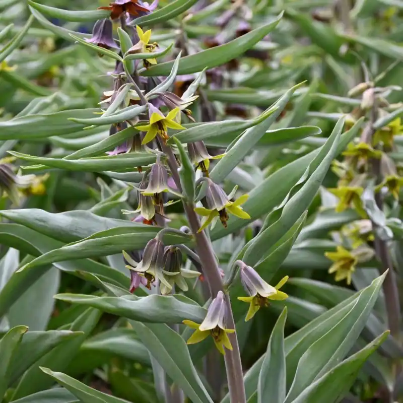 Nu beschikbaar | Fritillaria sewerzowii ‘Green Eyes‘