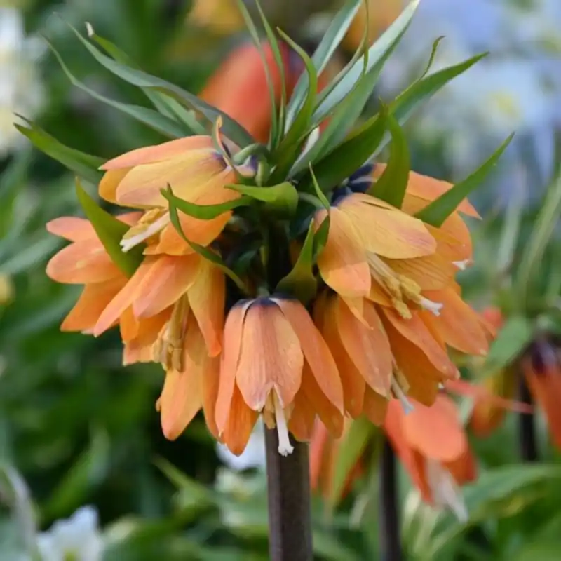 Voordeelprijs - Fritillaria ‘Paradise Beauty‘