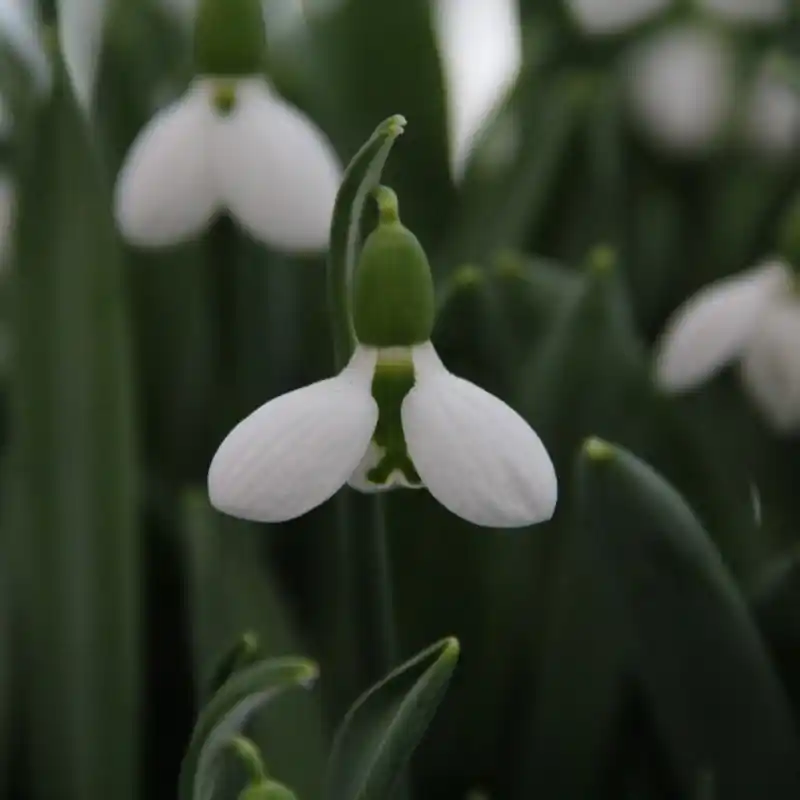 Flitsaanbieding | Galanthus ‘Beluga‘