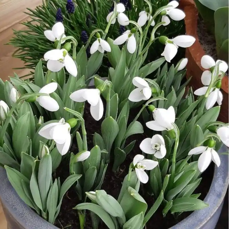 Galanthus ‘Polar Bear‘ | Direct kopen