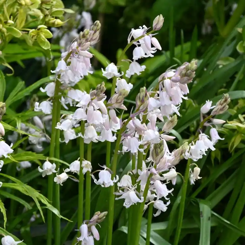 Hyacinthoides x massartiana ‘Meike‘ - Fabrieksprijs