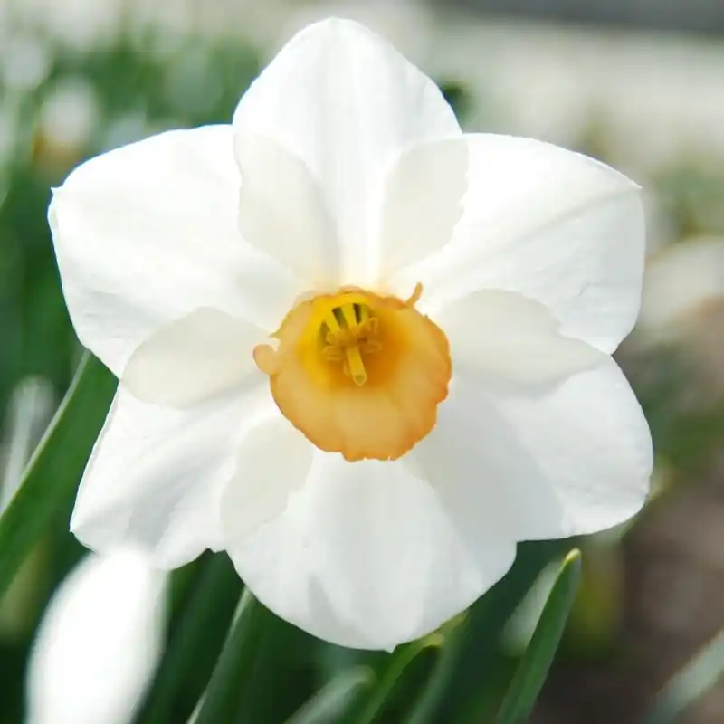 Narcissus ‘Sophie Girl‘ | Nu kopen