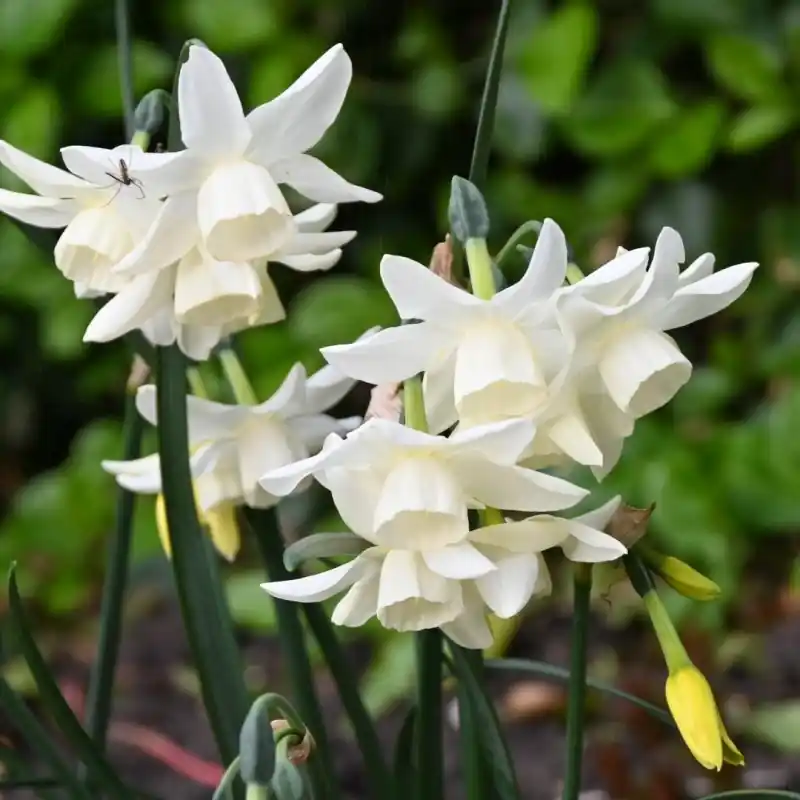Narcissus ‘Starlight Sensation‘ - Voeg toe aan winkelwagen