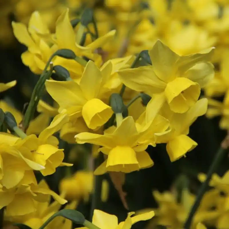 Narcissus ‘Sunlight Sensation‘ | Topprijs