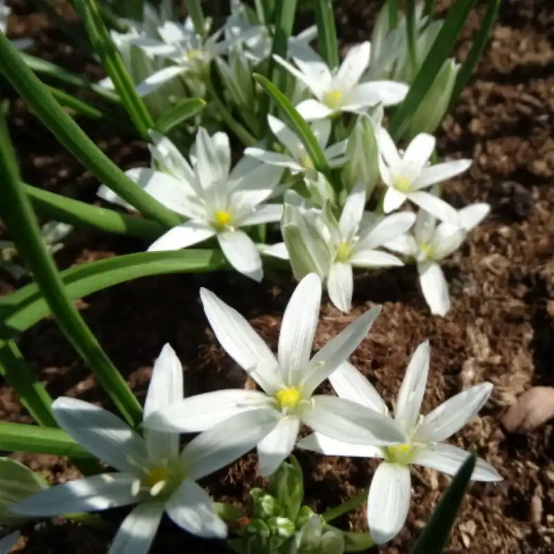 Ornithogalum schmalhausenii - Aanbieding