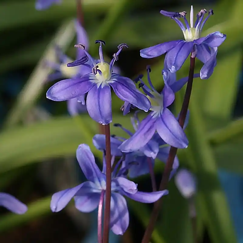 Scilla amoena | Direct kopen