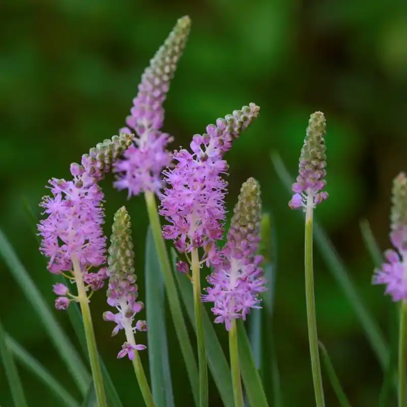 Scilla scilloides - Fabrieksprijs